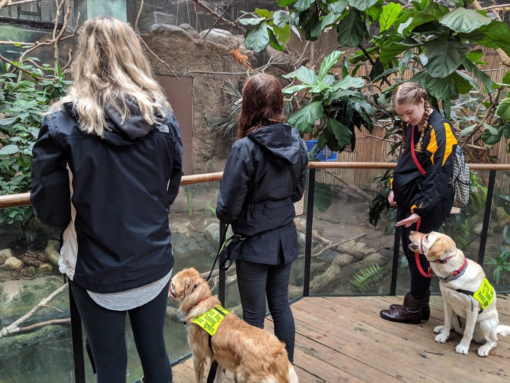 community service dogs at the zoo