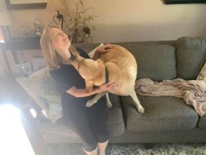 puppy raiser with exceptional service dog in training Winslow on couch