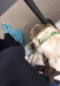 college with a service dog lester lays under desk