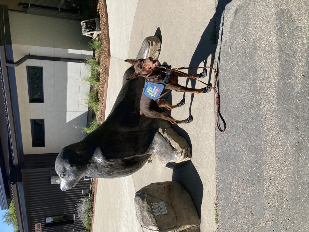 Doberman Service Dog, Lila, at Blank Park Zoo