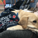 Service Dog Etta